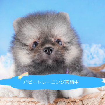 ポメラニアン【栃木県・男の子・2024年7月21日・ウルフセーブル】の写真「総額表示！くりくりお目目が可愛い💖」