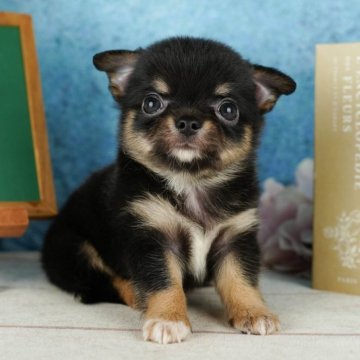 チワワ(ロング)【栃木県・男の子・2024年5月15日・ブラック&タン】の写真「総額表示！マイペースな末っ子くん🐶」