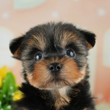 ヨークシャーテリア【栃木県・男の子・2024年4月8日・スティールブルータン】の写真「総額表示！人が大好きなかわいい男の子♡」