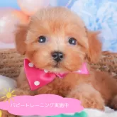 マルプープー(トイ・プードル×マルプー)【栃木県・女の子・2024年7月23日・レッド】の写真1「お問い合わせお待ちしております♬」