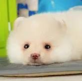 ポメラニアン【栃木県・男の子・2024年6月5日・クリーム】の写真2「当日見学承ります💕」