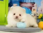 ポメラニアン【栃木県・男の子・2024年6月5日・クリーム】の写真3「ふわふわもこもこ🌹」