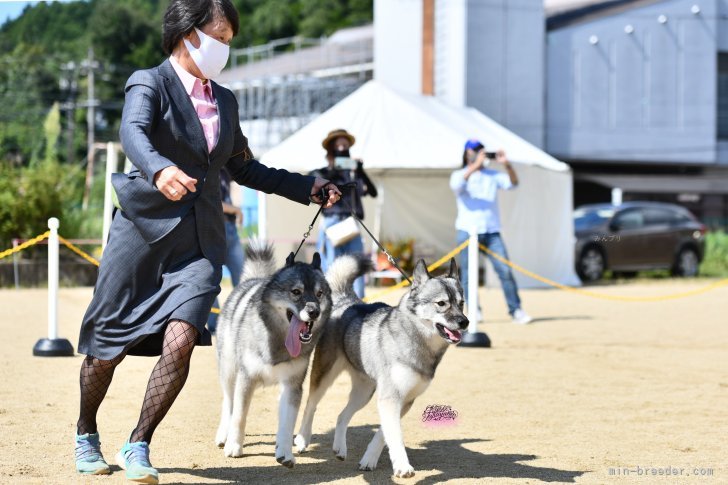 ククリ＆ゾディのブレース（複数犬クラス）｜野村　泰子(のむら　やすこ)ブリーダー(兵庫県・シベリアンハスキー・JKC登録)の紹介写真4