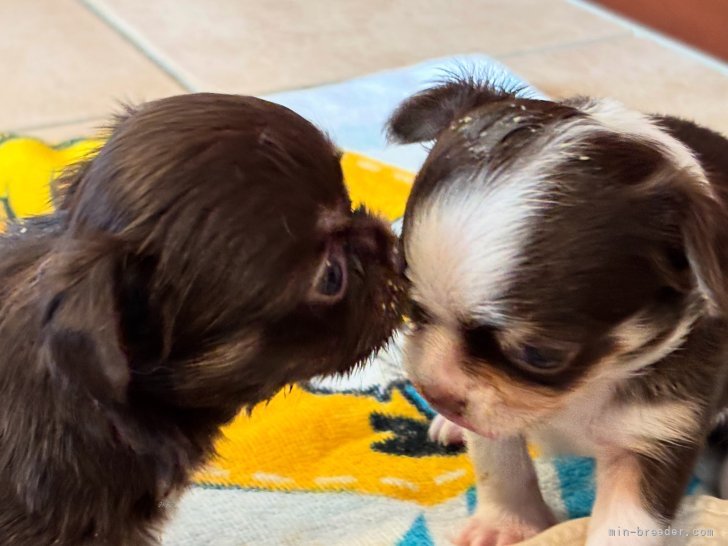 山岸弘実ブリーダーのブログ:仲良し