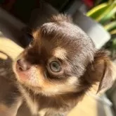 チワワ(ロング)