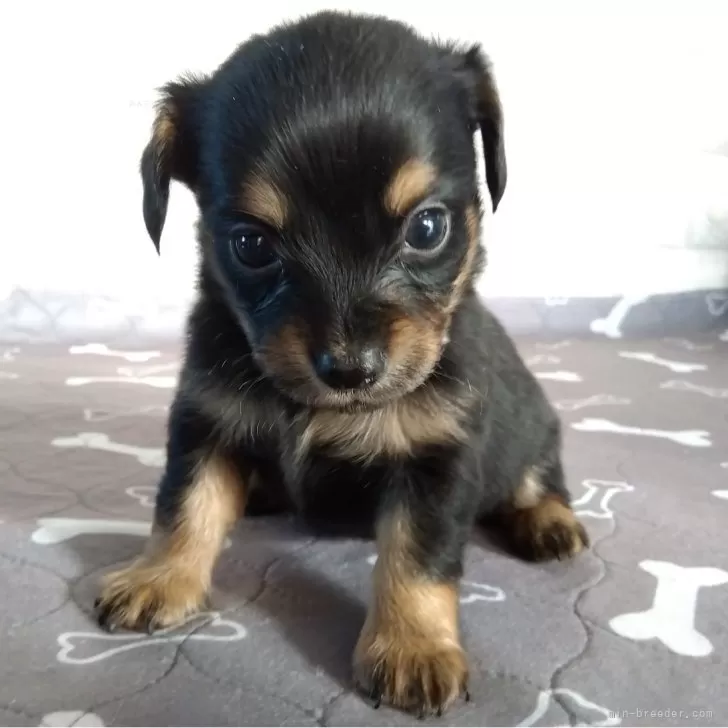 ID：2412-00309の子犬