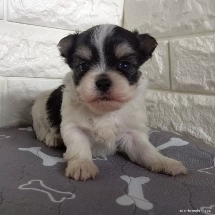 ID:2501-04192の子犬