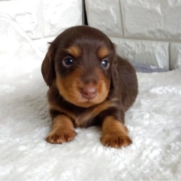 ミニチュアダックスフンド(ロング)【埼玉県・男の子・2025年9月1日・チョコレート&タン】の写真「10月28日まで掲載!
かわいいチョコタンくん!」
