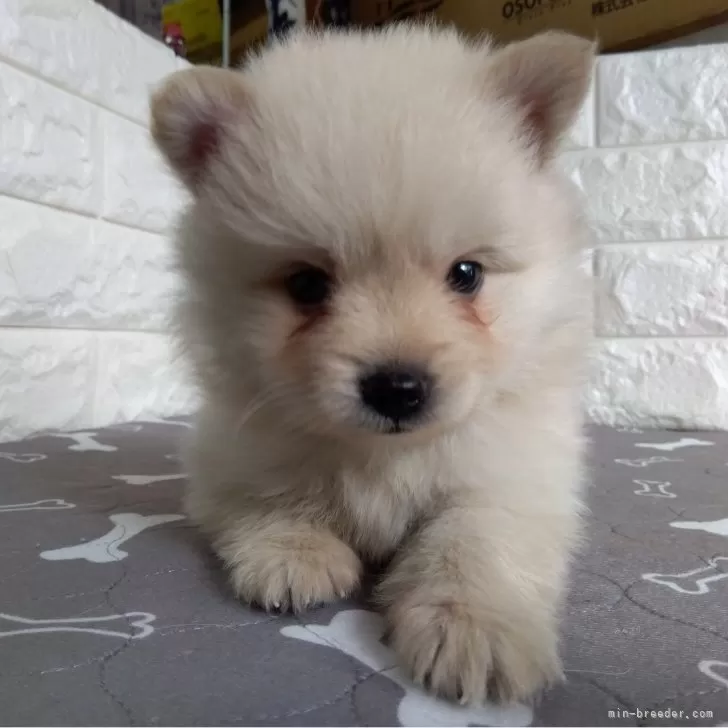 ID：2409-08155の子犬