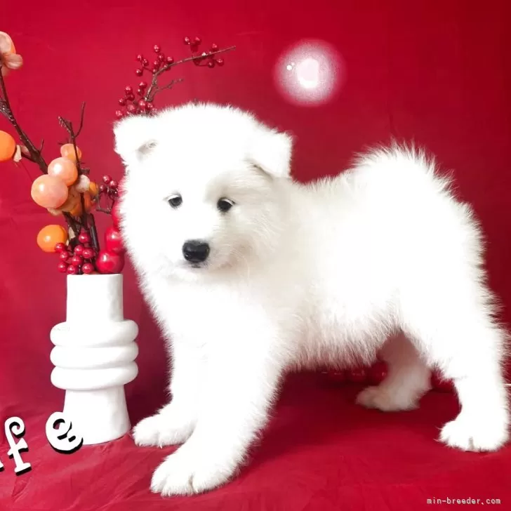 ID：2506-05993の子犬