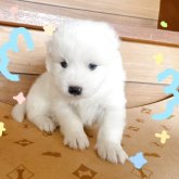 サモエド