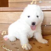 サモエド