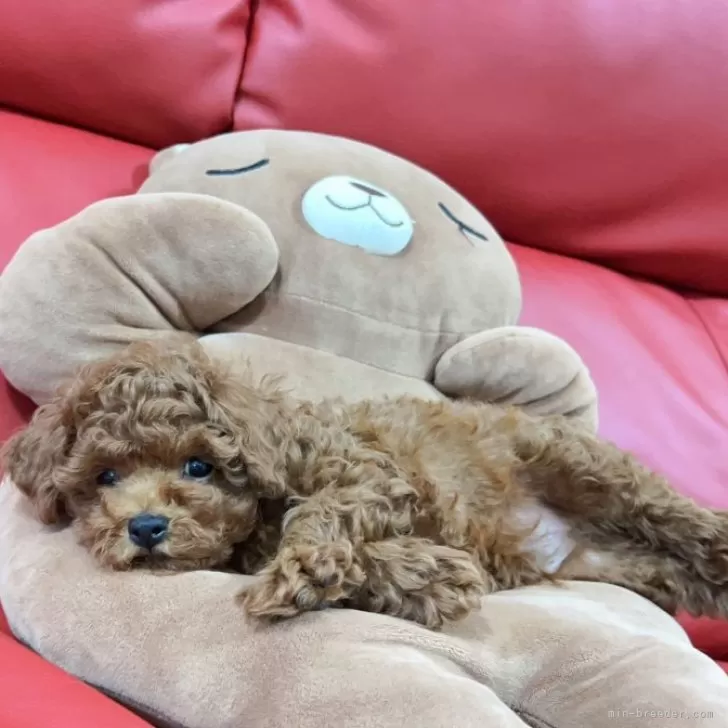 ID：2408-00591の子犬