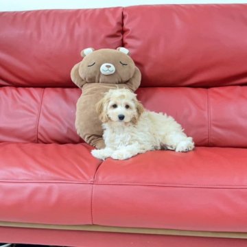 コッカプー(アメリカンコッカースパニエル×トイプードル)【埼玉県・女の子・2024年4月22日・パフ】の写真「人懐こく遊ぶの大好き可愛い女の子ちゃん」