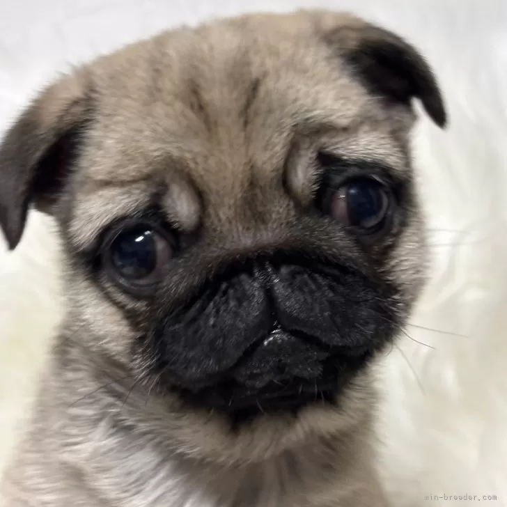 ID:2501-01482の子犬