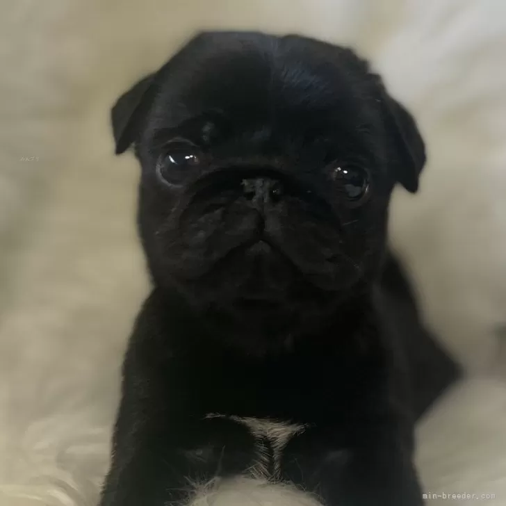 ID:2312-05650の子犬