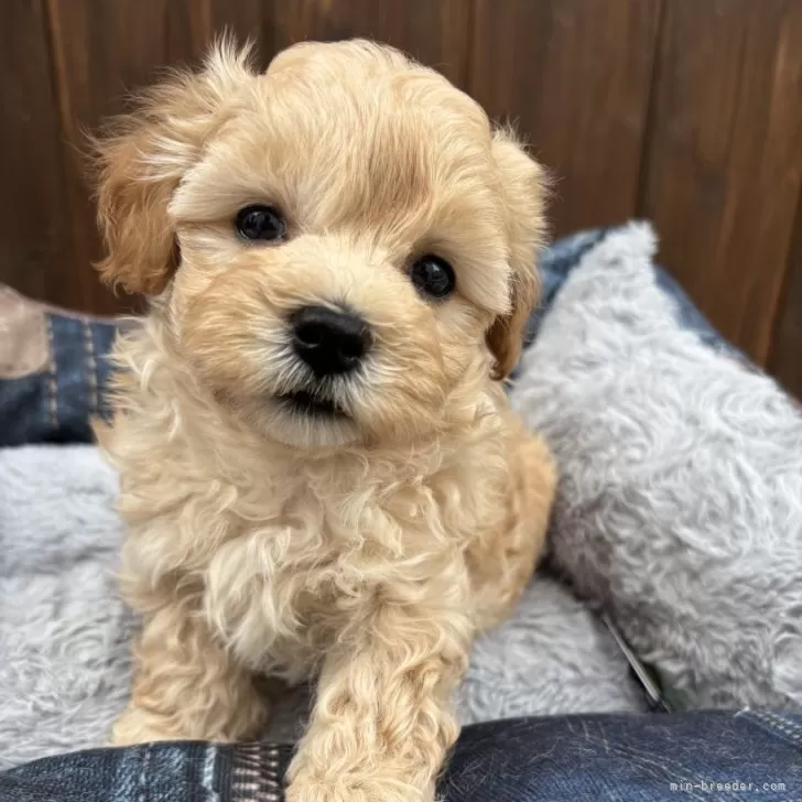 K.U 様のお迎えした子犬