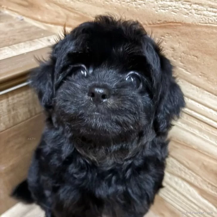 ID：2504-00802の子犬