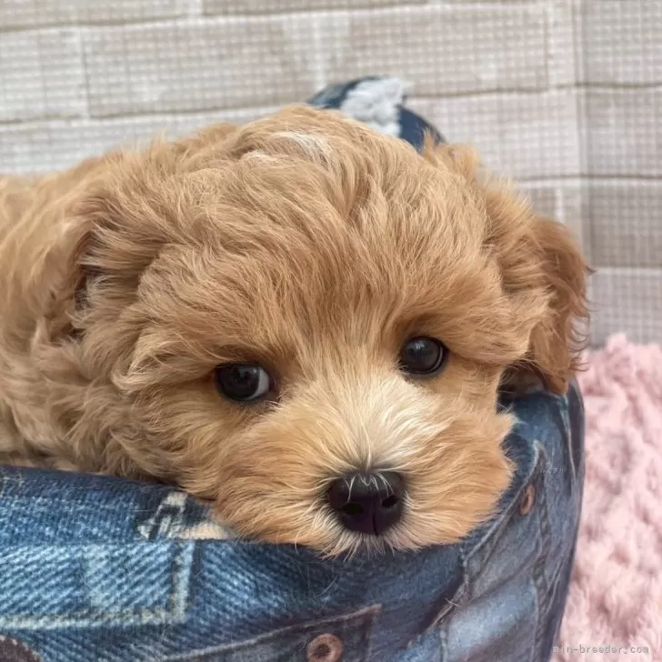 まめさん 様のお迎えした子犬