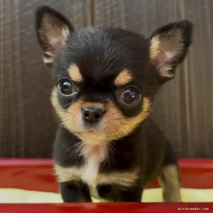 ID：2501-06063の子犬