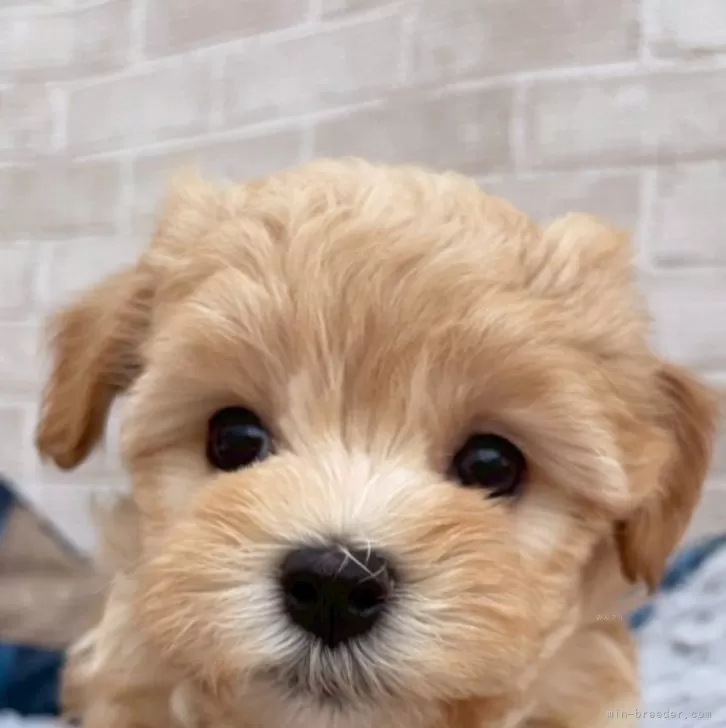 ID：2506-01922の子犬