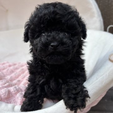 トイプードル(ティーカップ)【兵庫県・女の子・2025年10月3日・ブラック】の写真「マズルもアンヨも短めちゃんです」