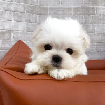 マルチーズ【兵庫県・男の子・2025年4月8日・ホワイト】の写真「とっても性格の良いクリクリお目目の男の子」
