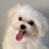 マルチーズ