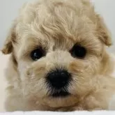 タイニープードル