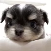 チワワ(ロング)