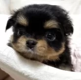 チワワ(ロング)
