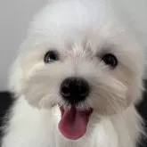マルチーズ