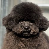 トイプードル(ティーカップ)