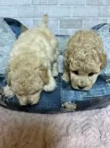 タイニープードル【兵庫県・男の子・2025年6月5日・ペールフォーン】の写真9