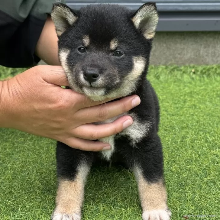 ID:2505-04823の子犬