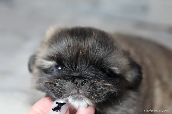 向田友美ブリーダーのブログ：ペキニーズ　あずきっ子