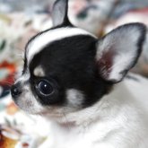 チワワ(スムース)