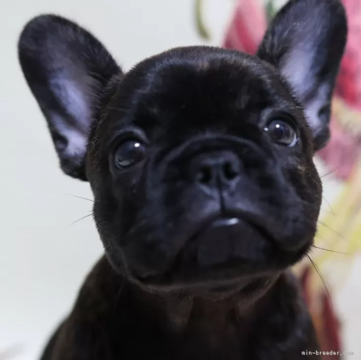 ID：2409-01090の子犬