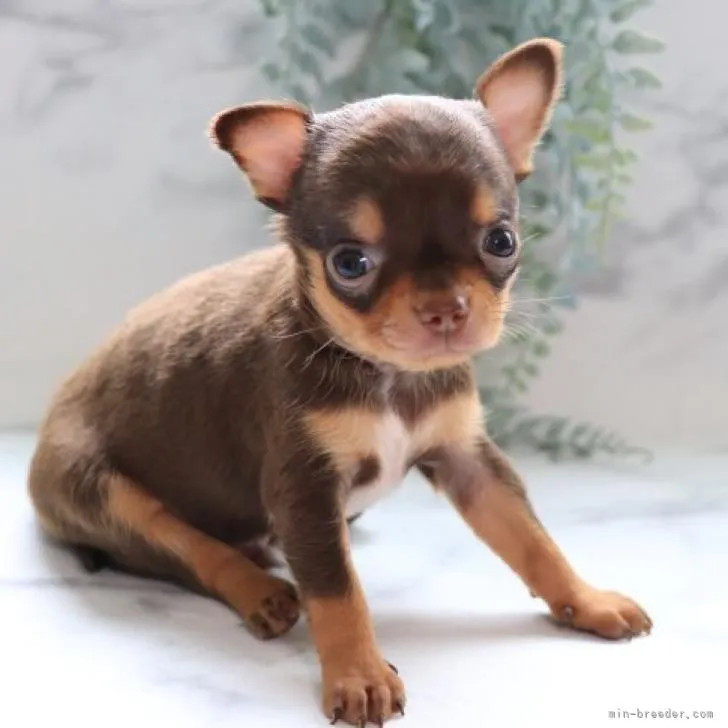 ID：2208-03758の子犬