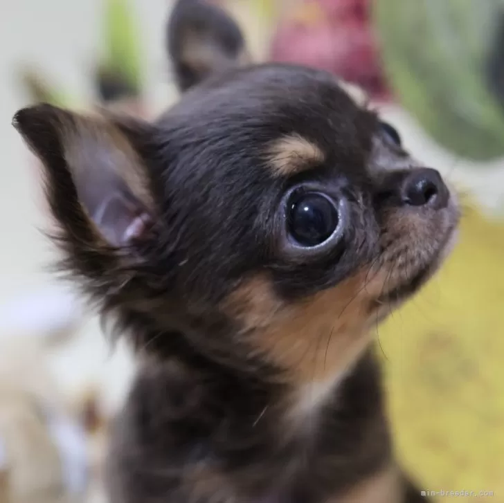 S.S 様のお迎えした子犬