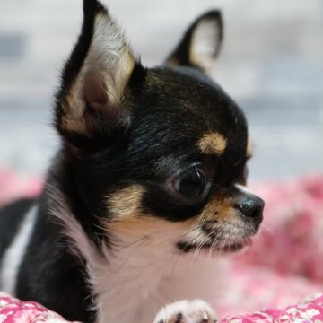 チワワ(スムース)【愛知県・女の子・2023年11月19日・ブラックタン&ホワイト】の写真「1.1ｷﾛの小ぶりちゃん✨」