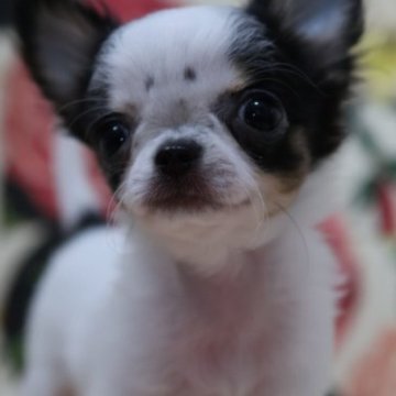 チワワ(ロング)【愛知県・男の子・2023年7月18日・ホワイト&ブラック】の写真「愛らしい僕に会いに来てね💕」