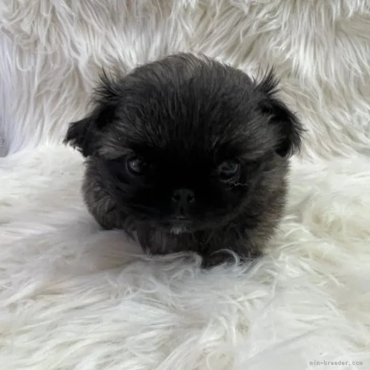 K.N 様のお迎えした子犬