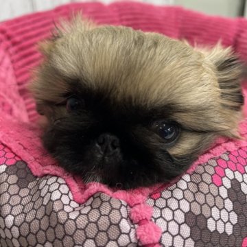 ペキニーズ【岐阜県・女の子・2023年3月30日・レッド】の写真「甘えん坊の女の子」