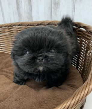 ペキニーズ【岐阜県・女の子・2021年1月13日・ブラック】の写真「一人っ子の甘えん坊さん」