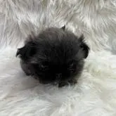 ペキニーズ【岐阜県・女の子・2022年8月24日・フォーン】の写真3