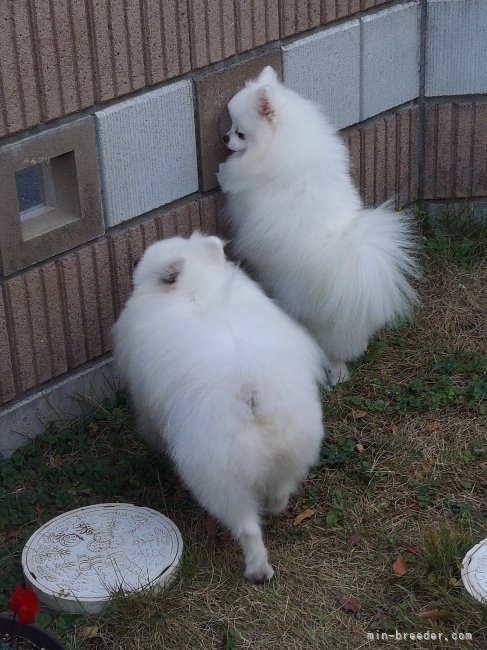 加川　美恵(かがわ　みえ)ブリーダー(群馬県・ポメラニアン・JKC登録)の紹介写真6