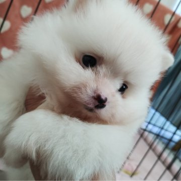 ポメラニアン【群馬県・男の子・2024年1月28日・ホワイト】の写真「ホワイト×ホワイト　真っ白な僕ちゃん」