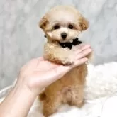 ティーカッププードル