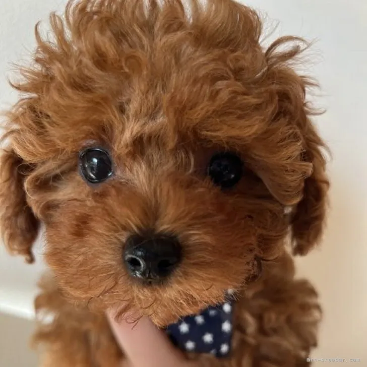 ID：2302-02062の子犬